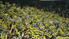 Ein beeindruckendes, dichtes Meer aus hunderten gelb-blauen Vereinsfahnen, die von den Fans auf den Tribünen geschwenkt werden.